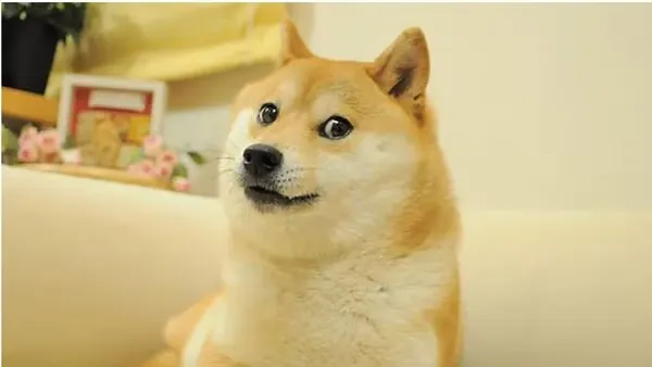 Doge meme Dog